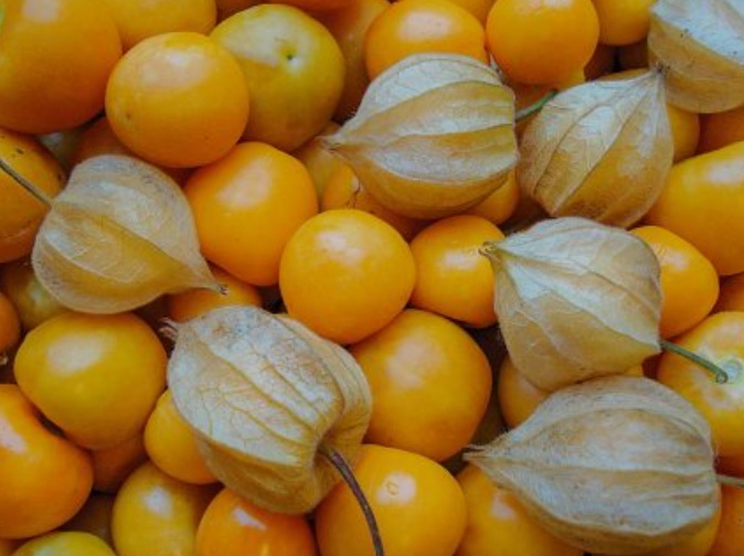 Physalis